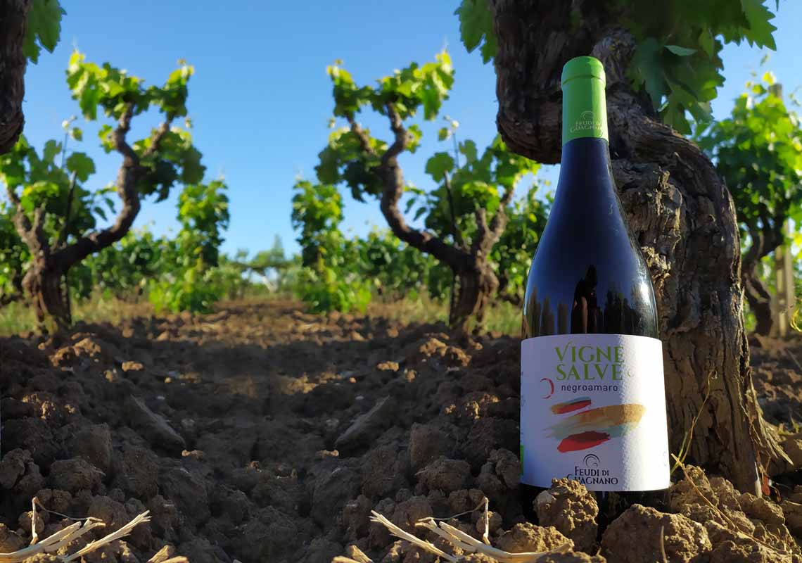 vignesalve organic wine
