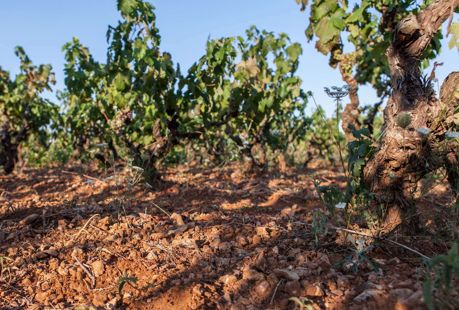 006-i-vigneti-feudi-di-guagnano-2