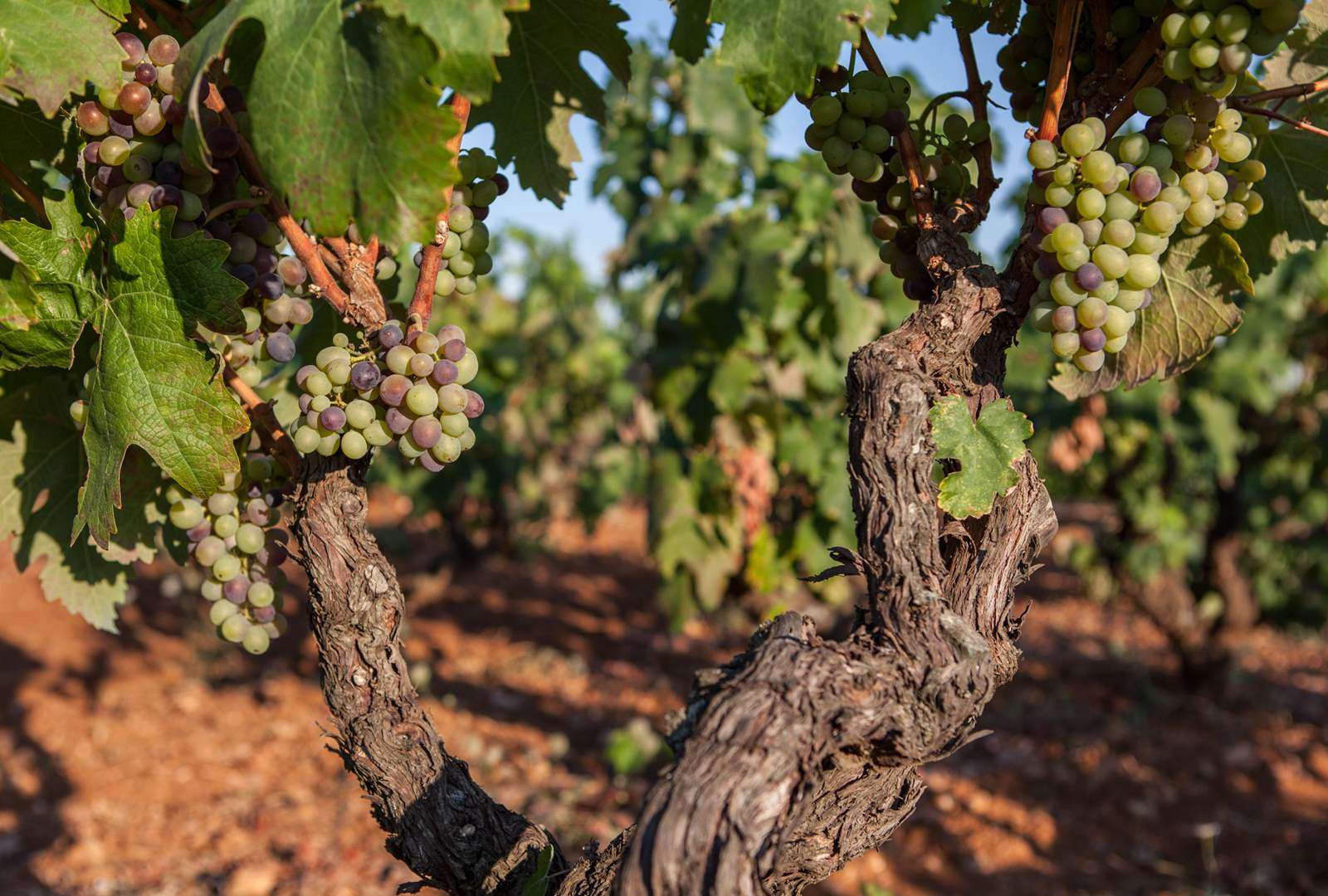 006-i-vigneti-feudi-di-guagnano-3