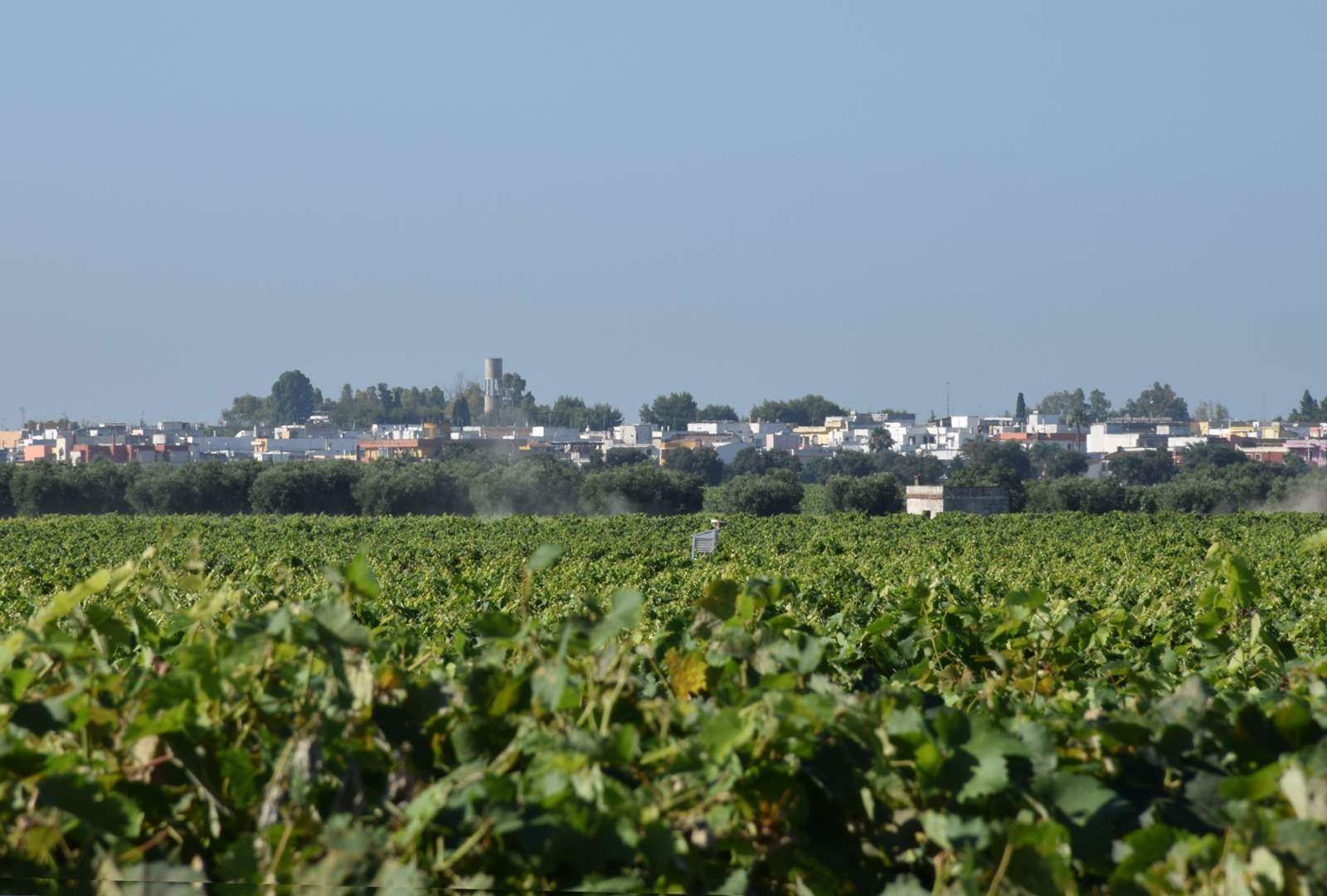 006-i-vigneti-feudi-di-guagnano