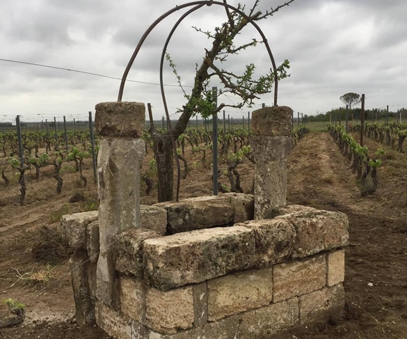 mini-tour-terre-del-negroamaro-pozzo-feudi-guagnano (1)