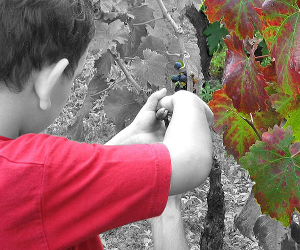 vendemmia-bambini-cantina-vinicola-feudi-di-guagnano-lecce-brindisi-taranto (1)