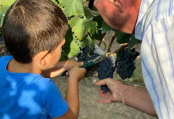 vendemmia-del-negromaro-bambini-feudi-di-guagnano-wine-destinations-puglia-salento-lecce-brindisi-taranto vendemmia-del-negromaro-bambini-feudi-di-guagnano-wine-destinations-puglia-salento-lecce-brindisi-taranto