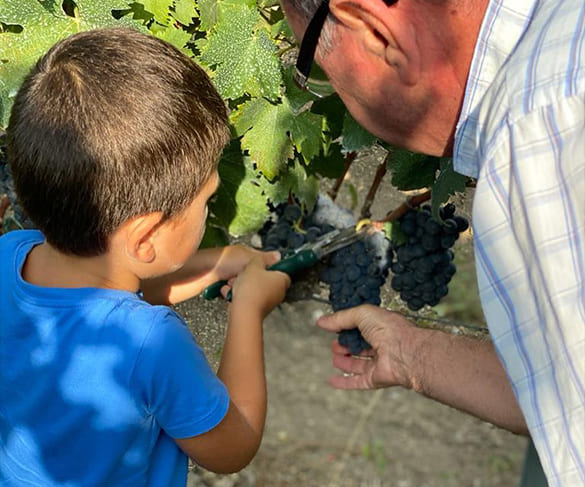 vendemmia-del-negromaro-bambini-feudi-di-guagnano-wine-destinations-puglia-salento-lecce-brindisi-taranto