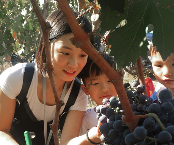 vendemmia-del-negromaro-feudi-di-guagnano-wine-destinations-lecce-brindisi-taranto