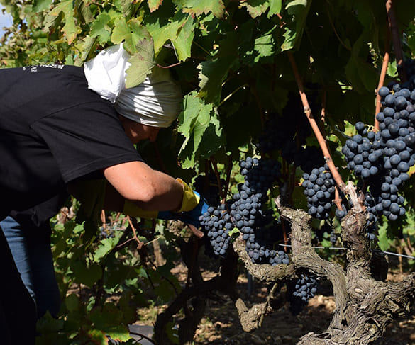 vendemmia-del-negromaro-feudi-di-guagnano-wine-destinations-puglia-salento-lecce-brindisi-taranto