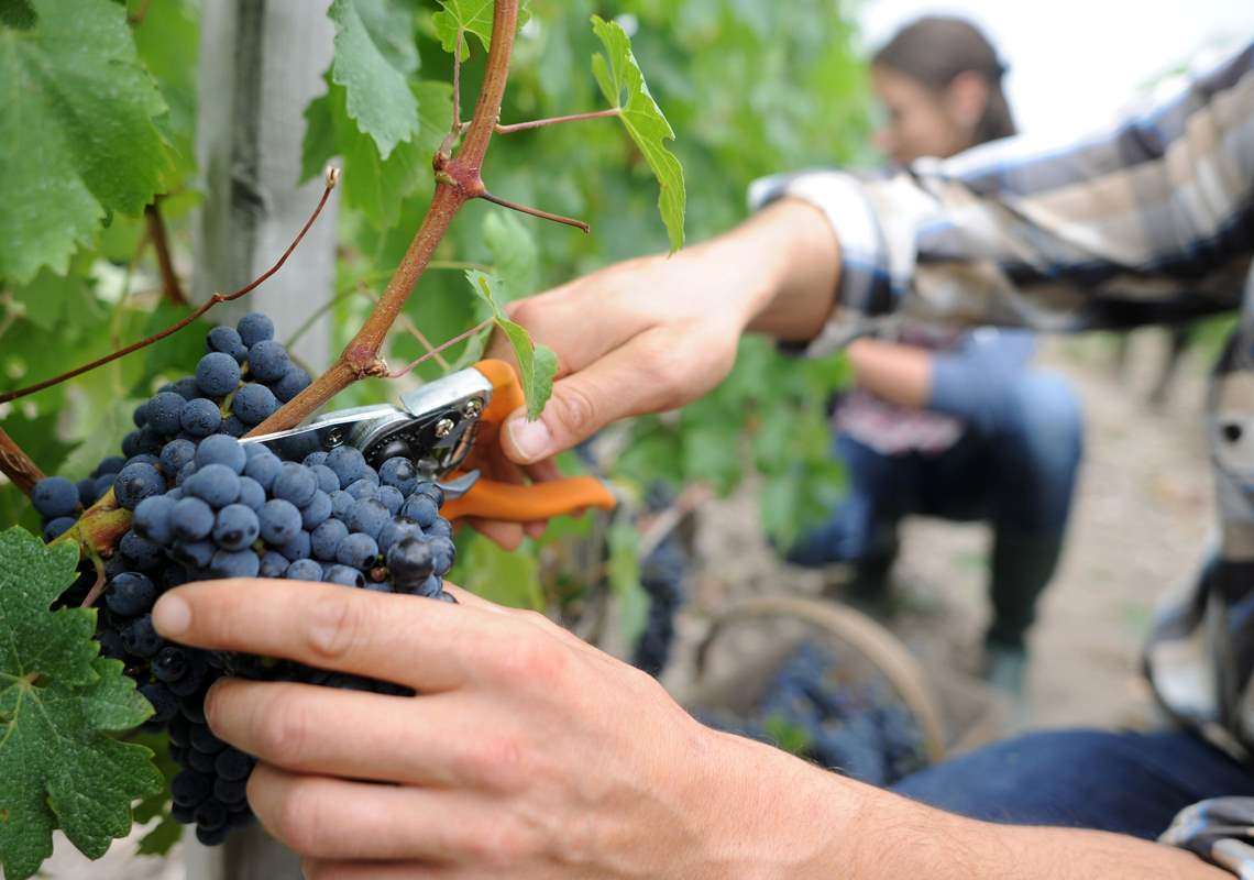vendemmia