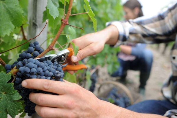 vendemmia_negroamaro_1_vendemmia Mass Image Compressor Compressed this image. https://sourceforge.net/projects/icompress/ with Quality:59