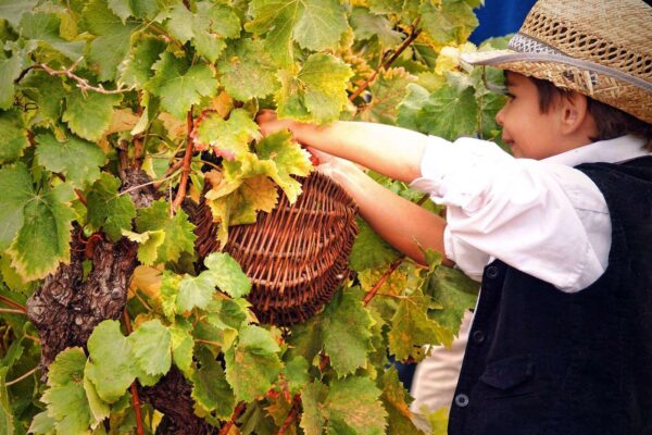 vendemmia_negroamaro_2_raccolta- Mass Image Compressor Compressed this image. https://sourceforge.net/projects/icompress/ with Quality:59