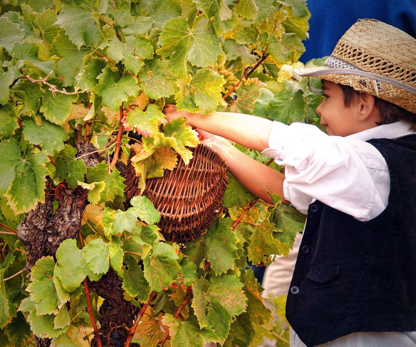 vendemmia_negroamaro_2_raccolta-
