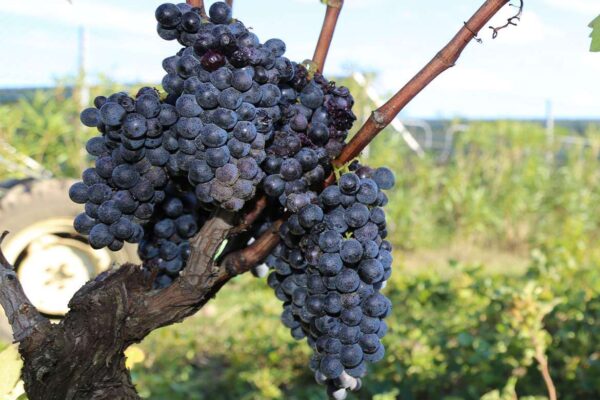 vendemmia_negroamaro_3_uva Mass Image Compressor Compressed this image. https://sourceforge.net/projects/icompress/ with Quality:59