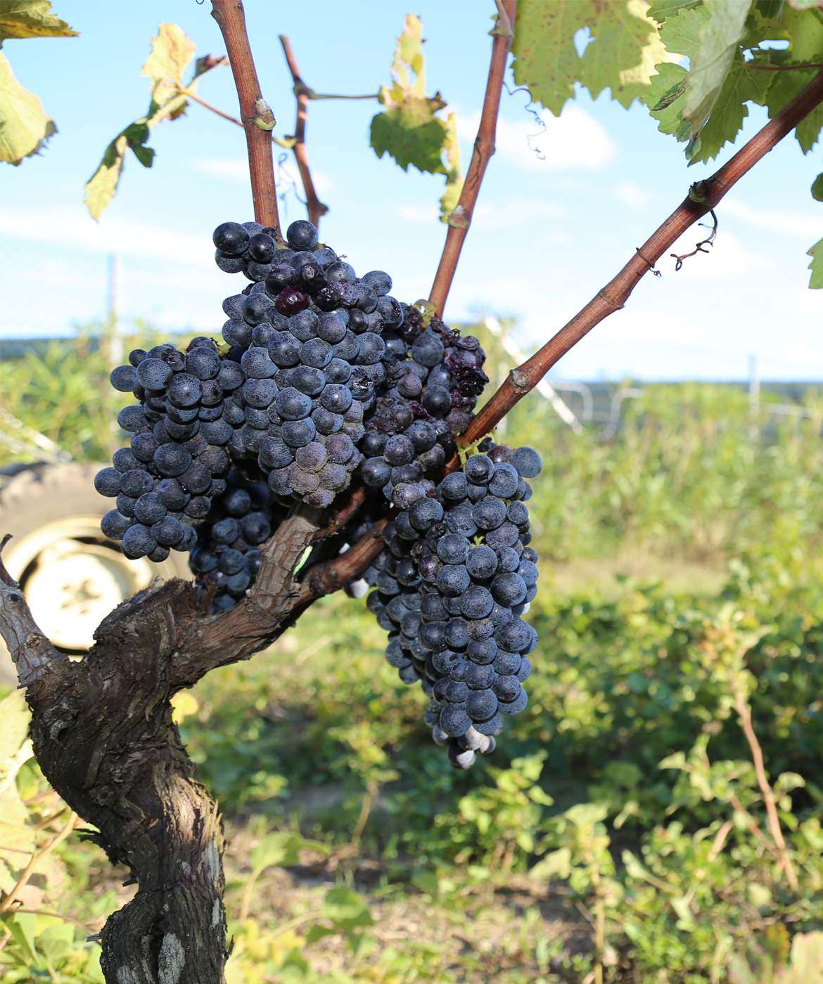 vendemmia_negroamaro_3_uva